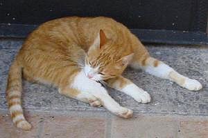 toscana gatto casale siena